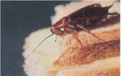Afbeelding Amerikaanse kakkerlak