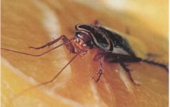 Afbeelding Australische kakkerlak