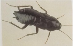 Afbeelding Oosterse kakkerlak