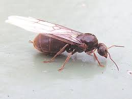 Afbeelding kakkerlak